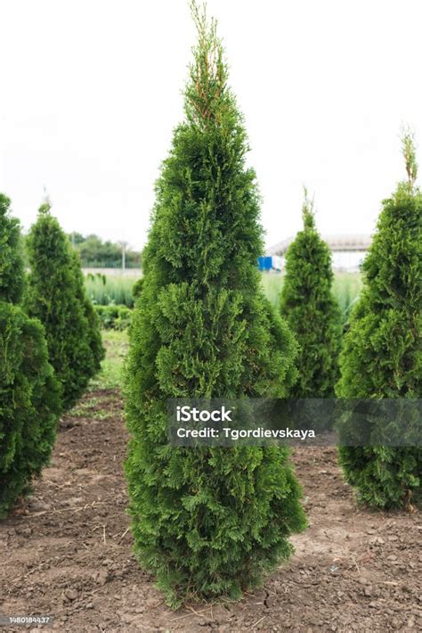 Thuja Orientalis Aurea Nana In Plant Nursery Dwarf Evergreen Tree With