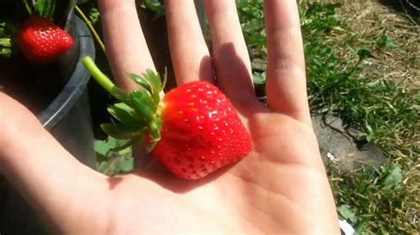 Верити клубника ремонтантная. Brix. - YouTube