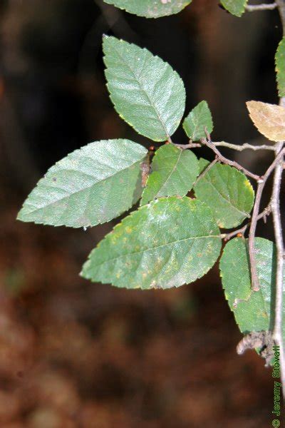 Sfa Dendro Ulmaceae Planera Aquatica Planertree Lab 8