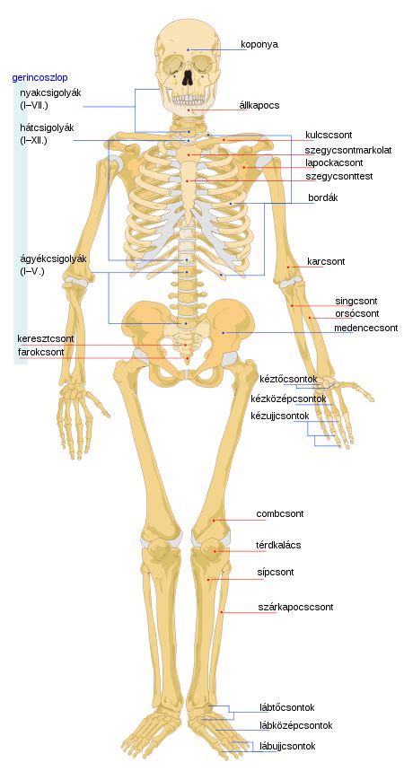 Az Emberi Csontok List Ja Wikip Dia Human Bones Anatomy Skeletal