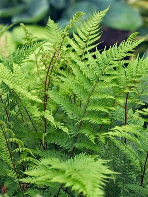 Fern Lady In Red Bluestone Perennials