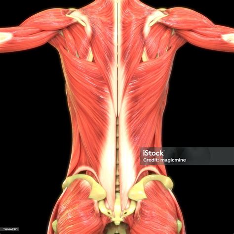 Anatomi Sistem Otot Tubuh Manusia Foto Stok Unduh Gambar Sekarang