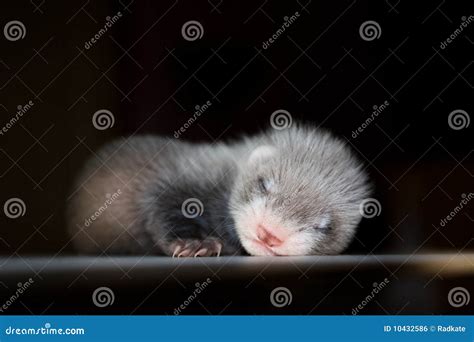 Ferret baby stock photo. Image of animal, lying, snout - 10432586