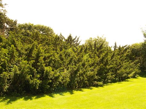 Morden Hall Park - Ancient Yew Group