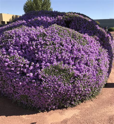 Desert Evergreen Shrubs Guzmans Garden Centers