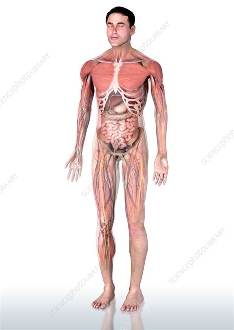 Male anatomy, illustration - Stock Image - C056/6908 - Science Photo