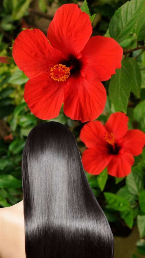 Unique Way To Use Hibiscus For Long Hair