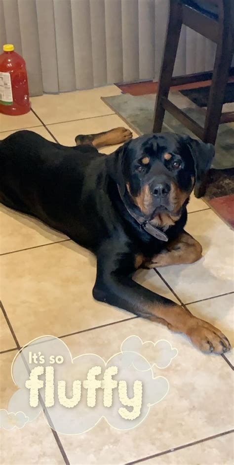 Kuma Rottweiler