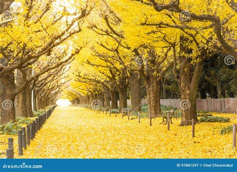 Avenida Del Ginkgo Icho Namiki Tokio Jap N Imagen De Archivo Imagen