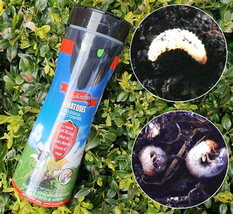 Slow Release Long Life Grub & Weevil Nematodes - Buy Now
