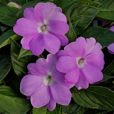 SunPatiens® Compact Orchid Impatiens | Plant Addicts