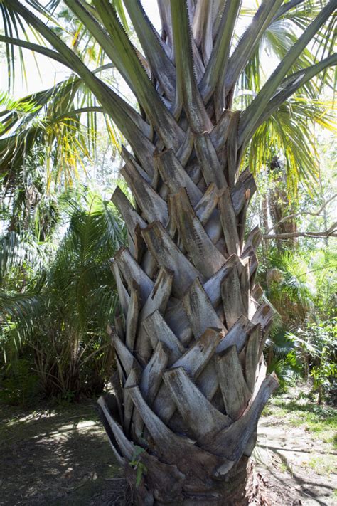 Palm Tree Trunk