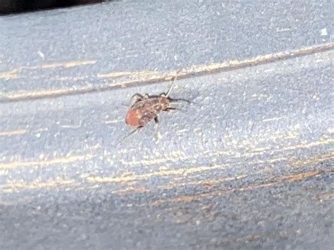 Mysterious bug found on baby fig tree. : r/whatsthisbug