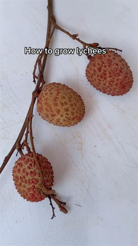 How To Grow Lychee From Cuttings Artofit