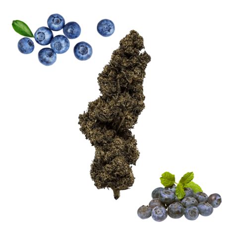 Goûtez à l expérience sensorielle de la Fleur H4CBD BERRY