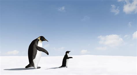 A Closer Look At Baby Penguins - 7 Fascinating Facts - Animal Corner