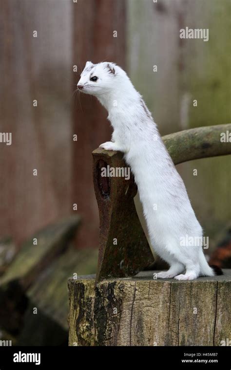 white ermine animal  res stock photography  images alamy