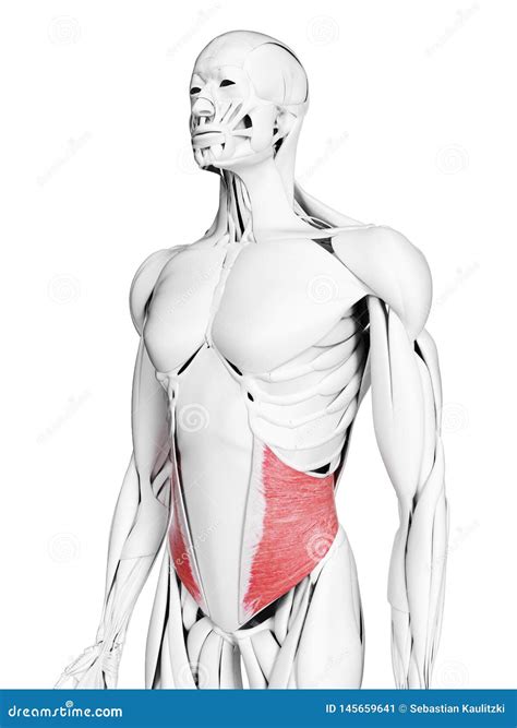 Le Muscle Oblique Interne Illustration Stock Illustration Du Humain