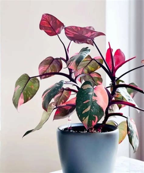 Blushing Philodendron Care At Isla Lascelles Blog
