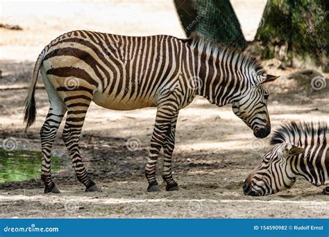 Hartmann`s Mountain Zebra Equus Zebra Hartmannae An Endangered Zebra