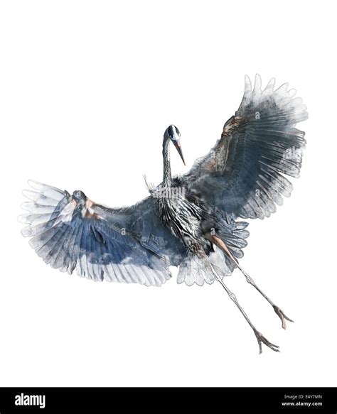 Watercolor Digital Painting Of Great Blue Heron In Flight On White