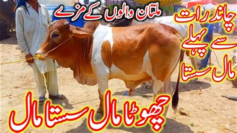 Multan Mandi Latest Update Today Routine Janwar Mandi Update Cow