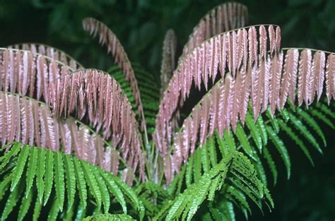 Endemic and rare species | Wet Tropics Management Authority