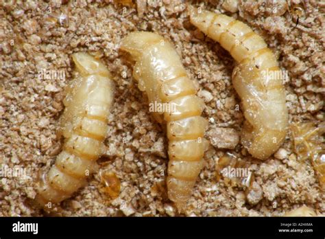 Darkling Larva Del Escarabajo En La Fase De Pupa Tenebrio Molitor