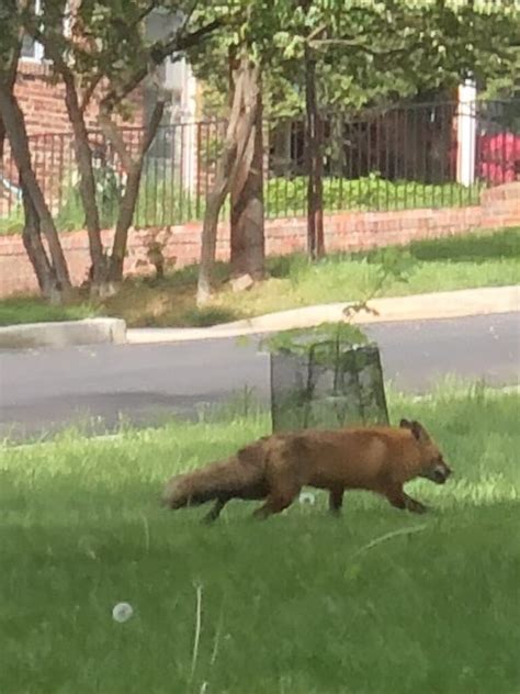 Today in Hawks around Town – BIG Fox and Turkey Knows What’s Up - PoPville