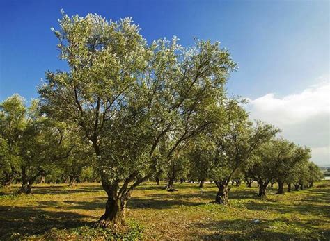 Introduzione Della Coltura Dellolivo Nel Territorio Di Ribera