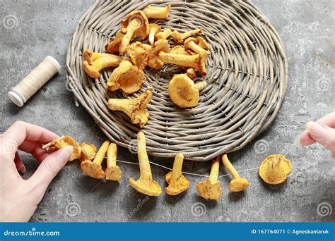 How To Dry Mushrooms Stock Image Image Of Harvest Basket 167764071