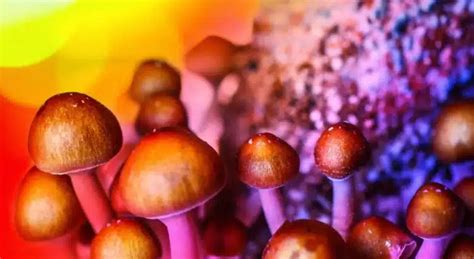 The Rise Of Shroom Dispensaries Exploring The Legalization And