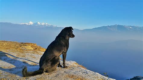 Royalty Free Photo Adult Majorca Shepherd Dog Sitting On Cliff Pickpik