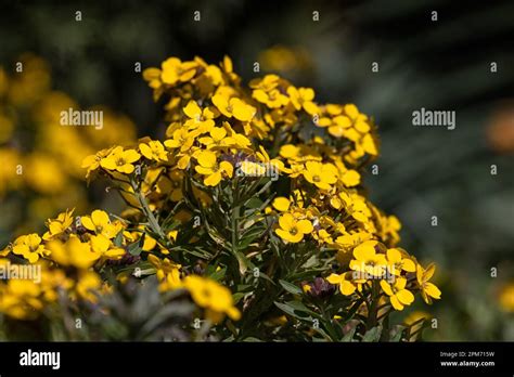 Closeup Of Flowers Of Wallflower Erysimum Cheiri Gold Dust In A