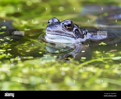 Common Frog Rana Temporaria In A Garden Pond In Ambleside Lake