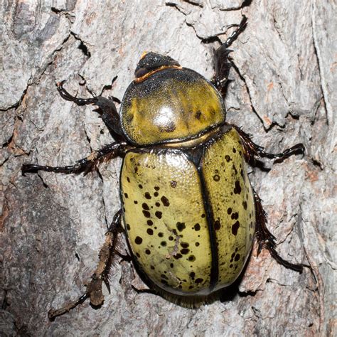 Maryland Biodiversity Project Eastern Hercules Beetle Dynastes Tityus