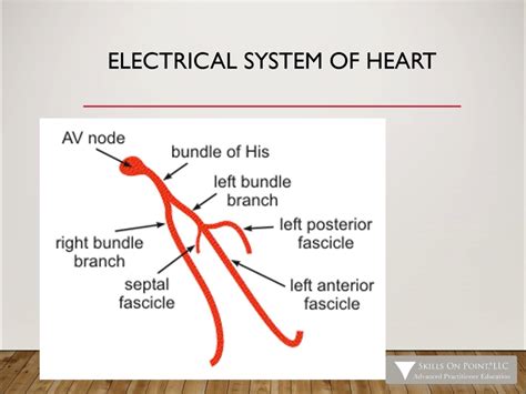 Basic 12 Lead EKG Interpretation - Complete Anatomy