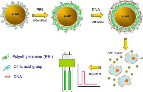 Schematic Illustration On The Procedure Of Aunps Polyplex Synthesis And Download Scientific