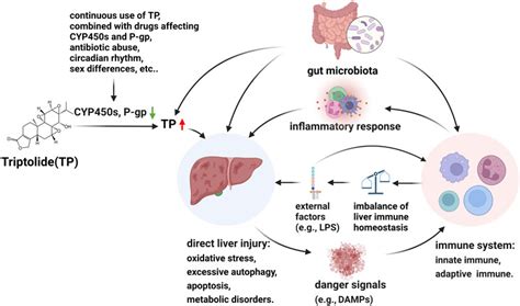 Frontiers The Molecular Pathogenesis Of Triptolide Induced Hepatotoxicity