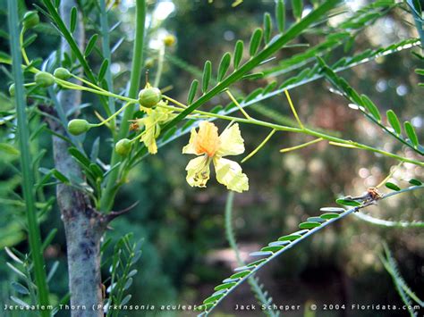 Parkinsonia aculeata - Alchetron, The Free Social Encyclopedia