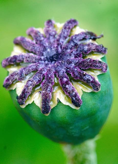 Poppy Seed Pod Plant Free Photo On Pixabay