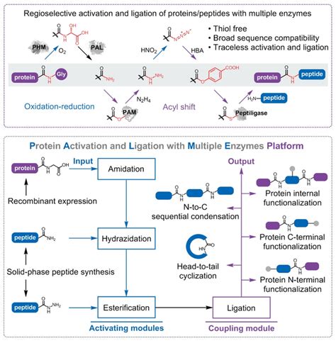 A Multi Enzyme Platform Is Developed For Sequ Eurekalert