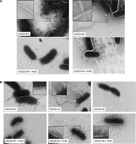 Frontiers Experimental Evolution Of Vibrio Cholerae Identifies Hypervesiculation As A Way To