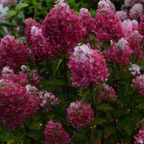 Гортензия метельч. Самарская Лидия купить в спб лисий нос Беговая ...