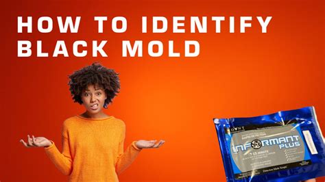 Black Mold Lurking In The Shadows How To Identify And Take Action