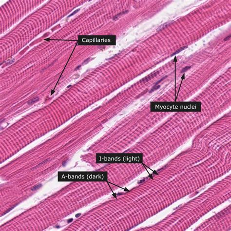 nervous muscle tissue flashcards memorang
