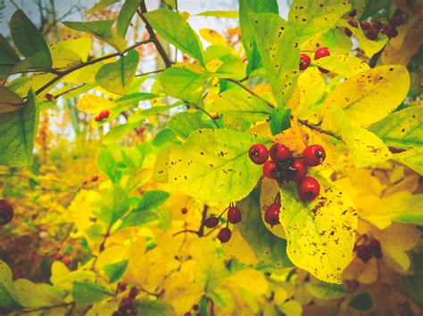 Free Images Tree Nature Branch Sunlight Leaf Flower Food