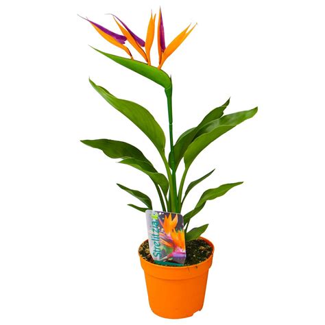 Strelitzia mit Kunstblüte Topf Ø 13 cm online kaufenPflanzen Kölle