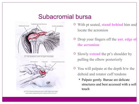 Shoulder & Arm 3 | PPT