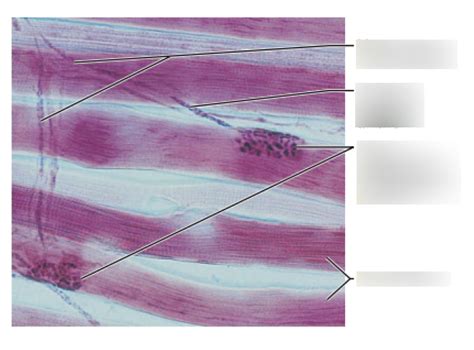 Neuromuscular Junction Photomicrograph Diagram Quizlet